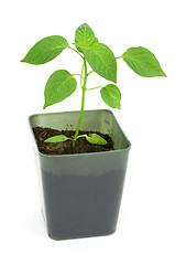 Image showing Seedlings of pepper