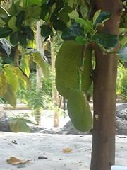 Image showing Hanging Jackfruit