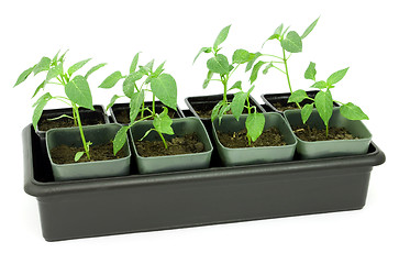 Image showing Seedlings of pepper