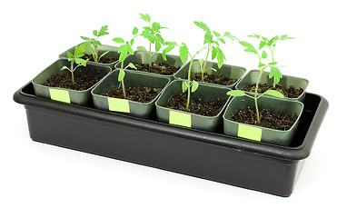 Image showing Seedlings of tomatoes