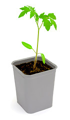 Image showing Seedlings of tomatoes