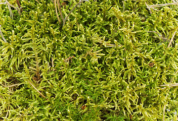 Image showing Moss in swamp