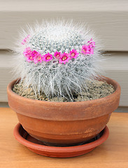 Image showing Cactus (Mammilaria hahniana)