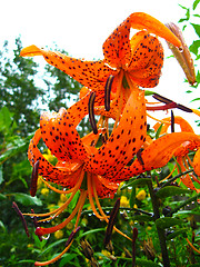 Image showing beautiful redheaded lilies