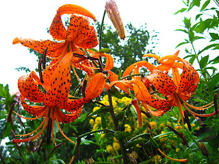 Image showing beautiful redheaded lilies