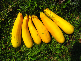 Image showing yellow squashes