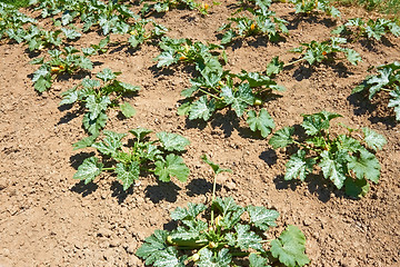 Image showing Zucchini plants on soil