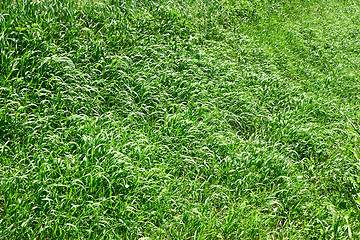 Image showing Spring grass as herbal texture
