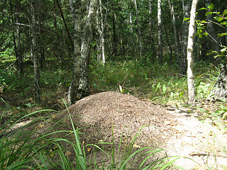 Image showing life in the big ant hill