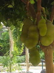 Image showing Growing Jackfruit