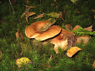 Image showing mushrooms in the moss