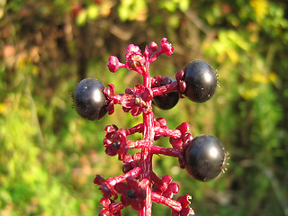 Image showing American Pokeweed