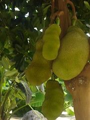 Image showing Bunch of Jackfruit