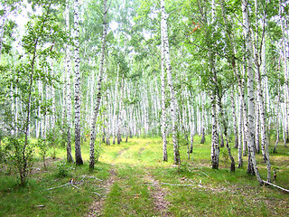 Image showing birch forest