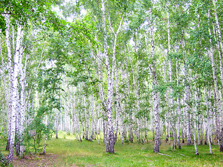 Image showing birch forest