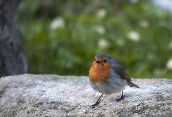 Image showing red robin