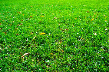 Image showing Fresh green grass