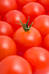 Image showing Tomatos