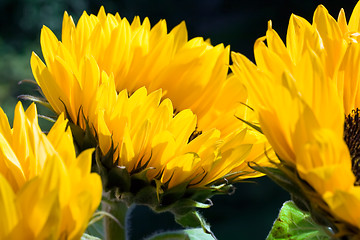 Image showing Sunflowers