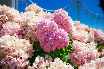 Image showing Heart made of flowers