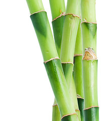 Image showing Bamboo