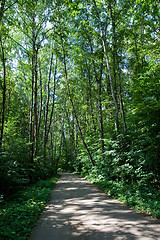 Image showing Summer forest