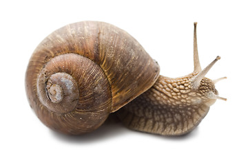 Image showing Snail