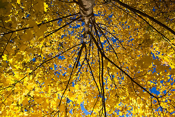 Image showing Golden Maple