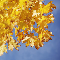 Image showing Autumn Leaves