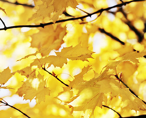 Image showing Autumn Maple