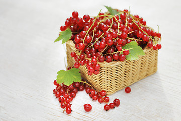 Image showing Red Currants