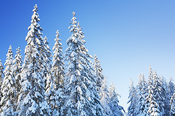 Image showing Winter Forest