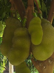 Image showing Jackfruit