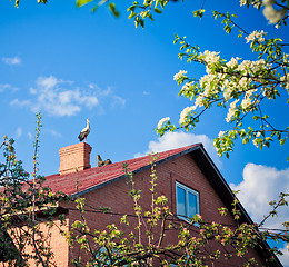 Image showing beautiful stork stand on roof