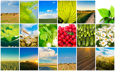 Image showing Harvest concepts. Cereal collage