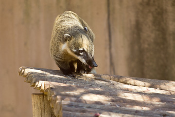 Image showing Ringtailed Coati