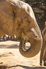 Image showing Elephant eating grass