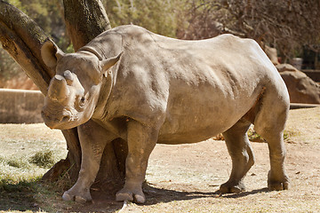 Image showing Hook-lipped Rhino