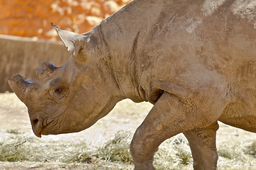 Image showing Hook-lipped Rhino