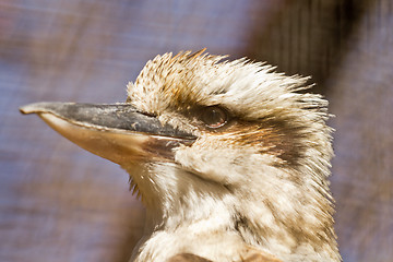 Image showing Laughing Kookaburra