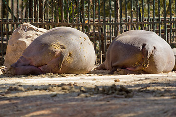 Image showing The back side of a hippo