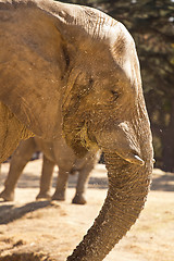 Image showing Elephant eating grass