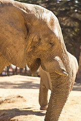 Image showing African Elephant