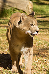 Image showing Puma, Cougar or Mountain Lion