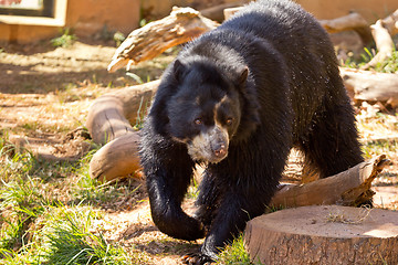 Image showing Big black bear