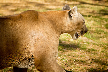 Image showing Puma, Cougar or Mountain Lion