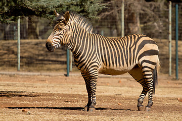 Image showing Zebra