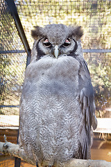 Image showing Verrauxâ€™s Eagle-Owl