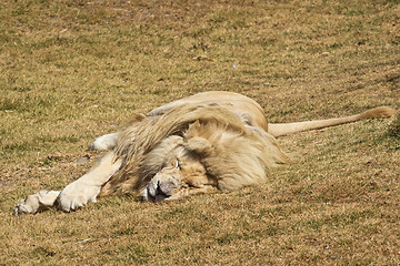 Image showing Sleepy white lion