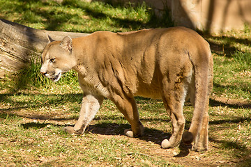 Image showing Puma, Cougar or Mountain Lion